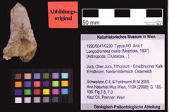 Foto (Objekt + Etiketten) von Longodromites ovalis (Moericke, 1897) (NHMW-GEO-1990-0041-0230)